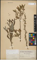 Foto von Salix purpurea L.